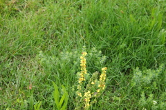 Verbascum nigrum
