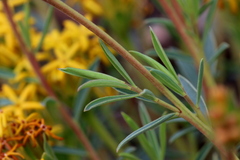 Lasiosiphon capitatus