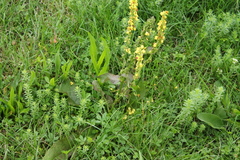 Verbascum nigrum