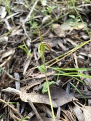 Pterostylis erubescens