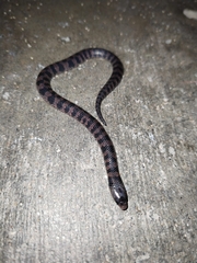 Atractus biseriatus