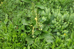 Verbascum nigrum