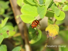 Cryptocephalus trifasciatus