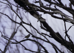 Acanthiza uropygialis