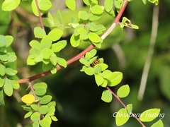 Cryptocephalus trifasciatus