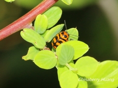 Cryptocephalus trifasciatus