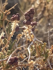 Sarcopoterium spinosum