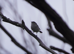 Acanthiza uropygialis