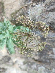 Trachelium caeruleum