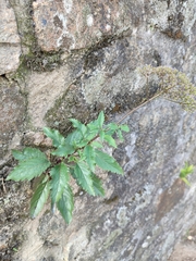 Trachelium caeruleum