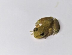 Scinax x-signatus