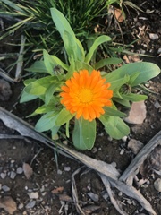 Calendula