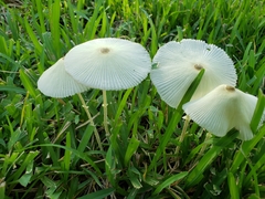 Leucocoprinus fragilissimus