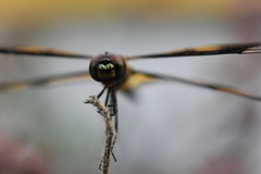 Rhyothemis variegata