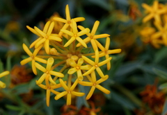 Lasiosiphon capitatus