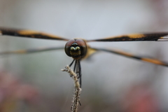Rhyothemis variegata