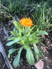 Calendula