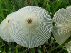 Leucocoprinus fragilissimus