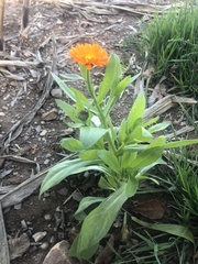 Calendula