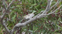 Acanthiza uropygialis