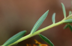 Lasiosiphon capitatus