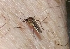Aedes atlanticus
