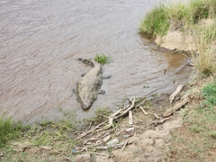 Crocodylus niloticus