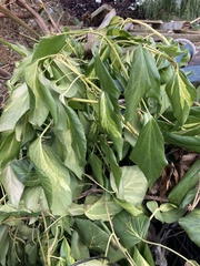 Hedera colchica