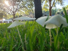 Leucocoprinus fragilissimus