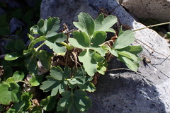 Peucedanum japonicum