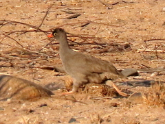 Pternistis adspersus
