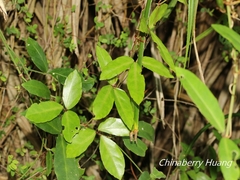 Tetrastigma formosanum