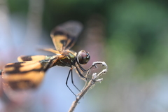 Rhyothemis variegata
