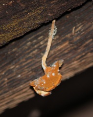 Fungi