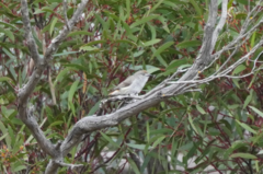 Acanthiza uropygialis