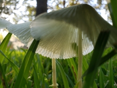 Leucocoprinus fragilissimus