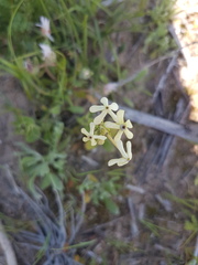 Lyperia tristis
