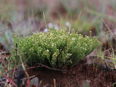 Thesium transvaalense