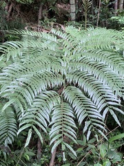 Angiopteris lygodiifolia