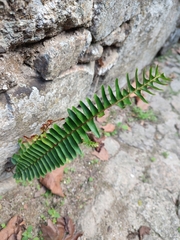 Nephrolepis cordifolia