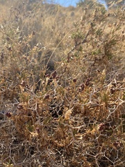 Sarcopoterium spinosum