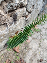 Nephrolepis cordifolia