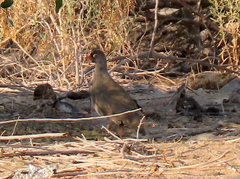 Pternistis adspersus