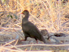 Pternistis adspersus