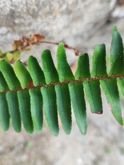 Nephrolepis cordifolia