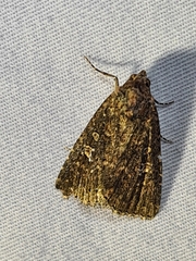 Hypoperigea tonsa