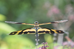 Rhyothemis variegata
