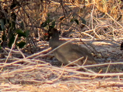 Pternistis adspersus