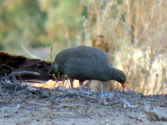 Pternistis adspersus