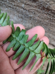 Nephrolepis cordifolia